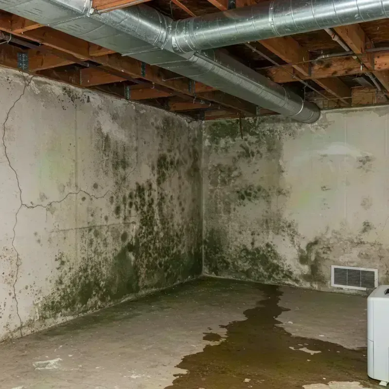 Professional Mold Removal in Jerseyville, IL